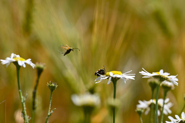 istock Two red-necked beetles mating on a flower, one beetle in flight 1474896268