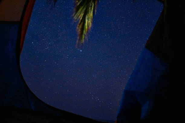 Cielo estrellado en un cielo nocturno visto desde adentro de una tienda de campaña, rama de palmera en sayulita nayarit