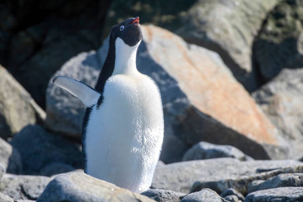 Adélie Penguin, Pygoscelis adeliae,  is a type of penguin common along the entire Antarctic coast and nearby islands.  Shingle Cove, Coronation Island, South Orkney Island. Adult and Cheick.