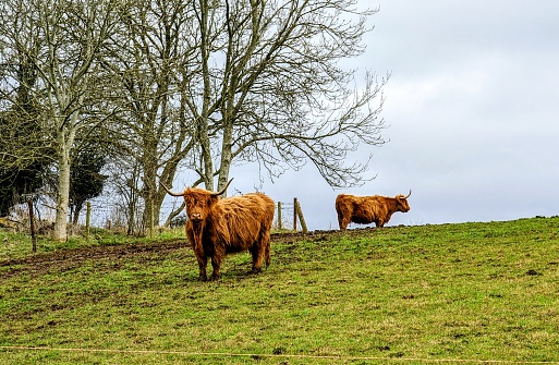 Highland cows from Scotland