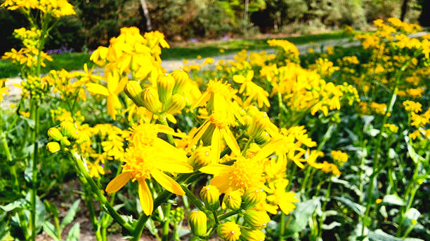 istock Texas yellow wild flowers. 1474897565