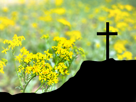 Silhouette of Cross on hilltop.  Yellow flowers background.