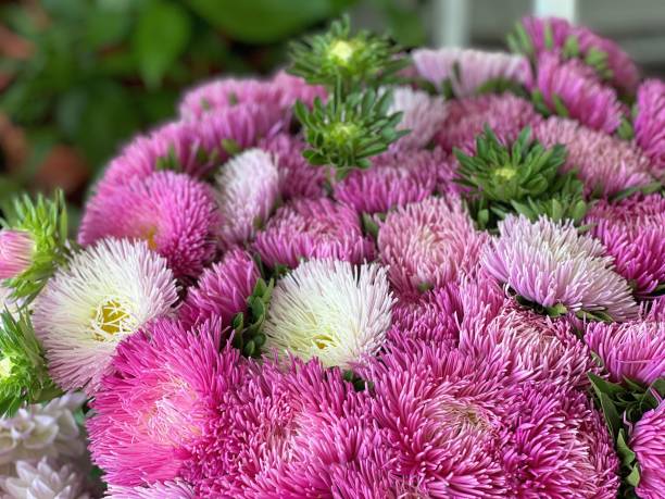 istock Aster flowers pink white bouquet. 1474897722