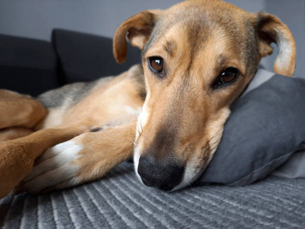 cão está descansando no travesseiro. foco seletivo no nariz do animal. - social media fotos - fotografias e filmes do acervo