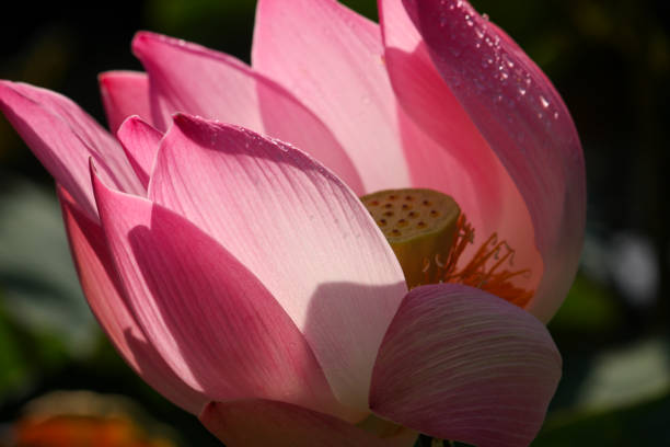 istock Opening Pink Water Lily with Dewdrops 1474899180