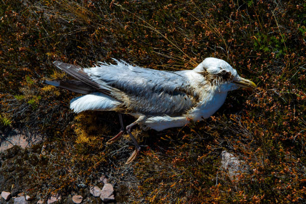 cadáver de una gaviota muerta en la costa atlántica - accident animal bird animal body fotografías e imágenes de stock