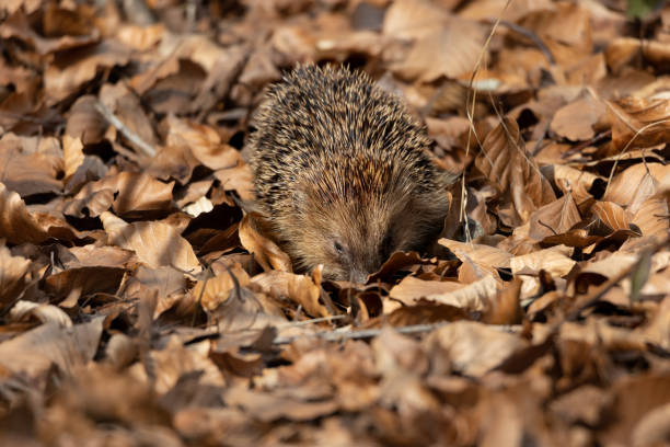 istock hedgehog in dry beech leaves 1474899920