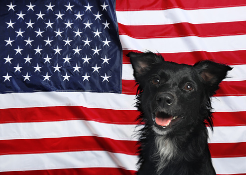 Adorable dog against national flag of United States of America