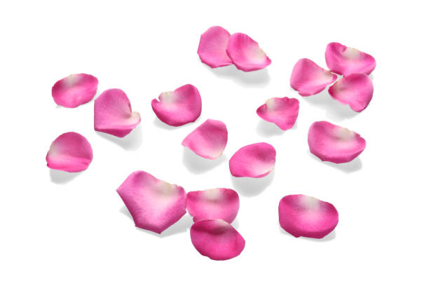 istock Many pink rose petals on white background 1474900470