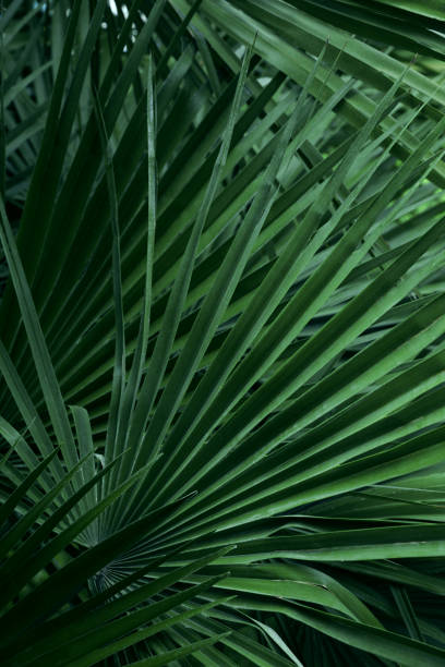 istock Beautiful green tropical leaves outdoors, closeup view 1474900491