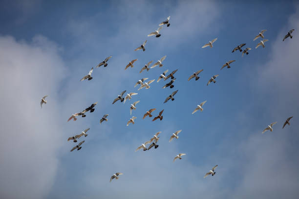 The domestic pigeon  is a pigeon subspecies that was derived from the rock dove.Flying bird Stock photo.