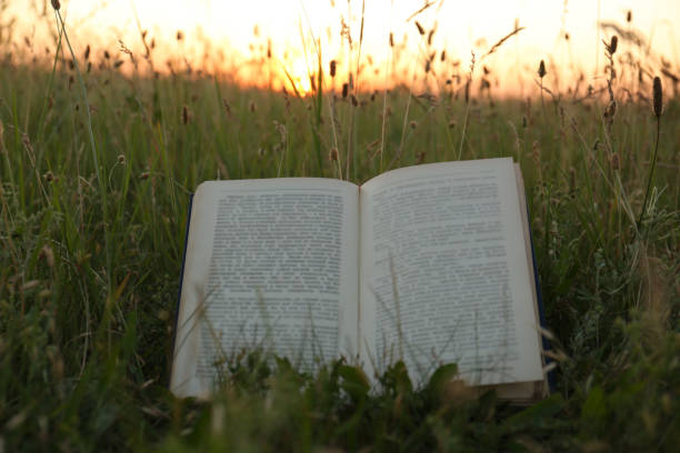 istock Open book on green grass in field at sunset 1474901151