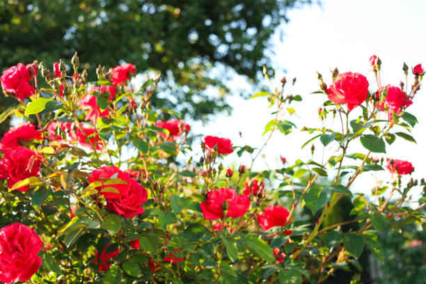 istock Beautiful blooming red rose bush outdoors on sunny day 1474901211