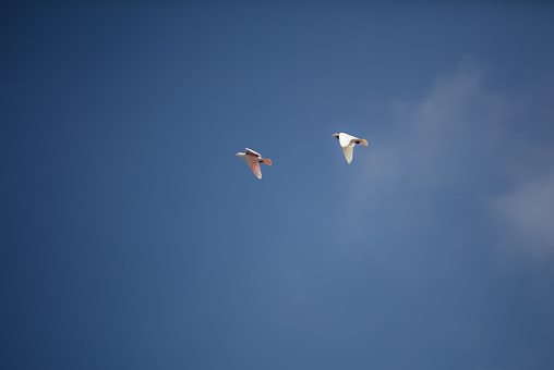 The domestic pigeon  is a pigeon subspecies that was derived from the rock dove.
Flying bird Stock photo.