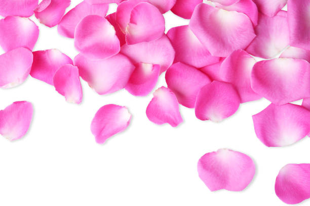 istock Many pink rose petals on white background, top view 1474901225