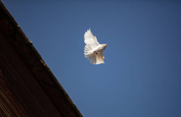 The domestic pigeon  is a pigeon subspecies that was derived from the rock dove.Flying bird Stock photo.
