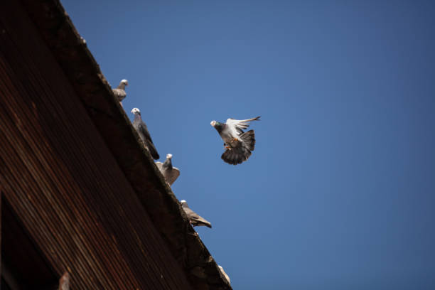The domestic pigeon  is a pigeon subspecies that was derived from the rock dove.Flying bird Stock photo.