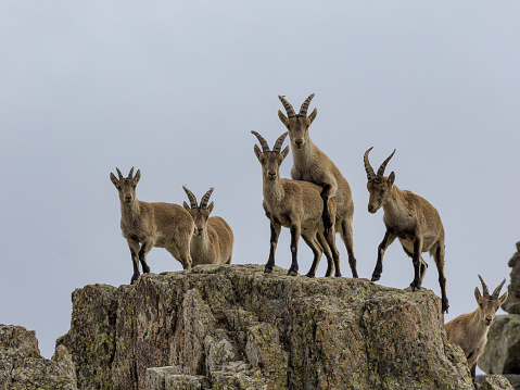 mountain goats in the Sierra de Guadarrama