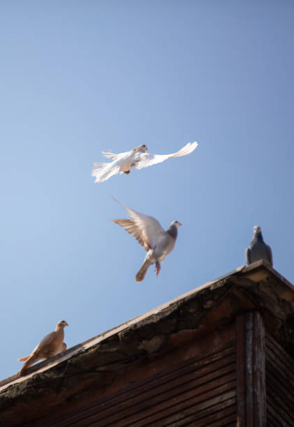 The domestic pigeon  is a pigeon subspecies that was derived from the rock dove.\nFlying bird Stock photo.