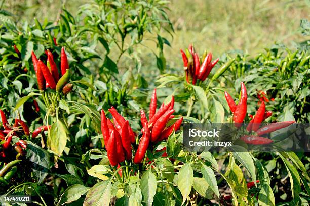 Pepper Grown On Farms Stock Photo - Download Image Now - Close-up, Condiment, Crop - Plant