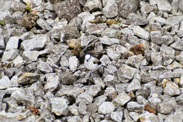 A Fluvicola nengeta bird standing on top of a rock on the stones of the train track