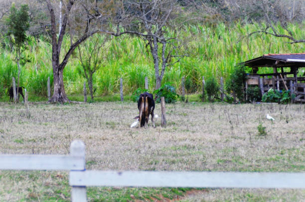 istock In the pasture a cow in company with birds Bubulcus ibis 1474903619