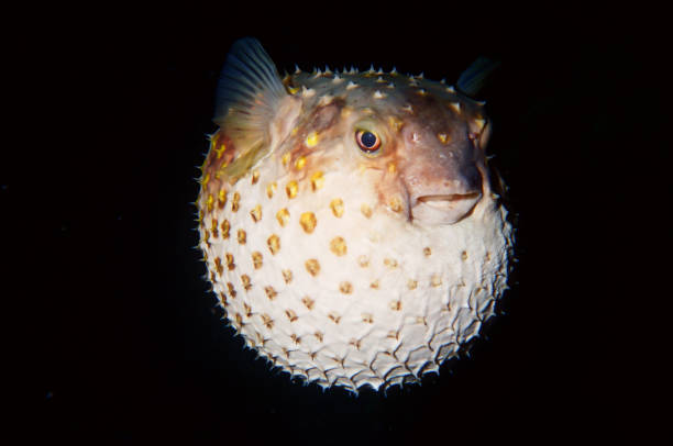 istock spotted porcupinefish (Spot-fin porcupinefish) (Diodon hystrix) (balloon fish) swollen, bloated, blown, captured in the dark while diving with flashlight (isolated), Red Sea, Egypt. 1474903806
