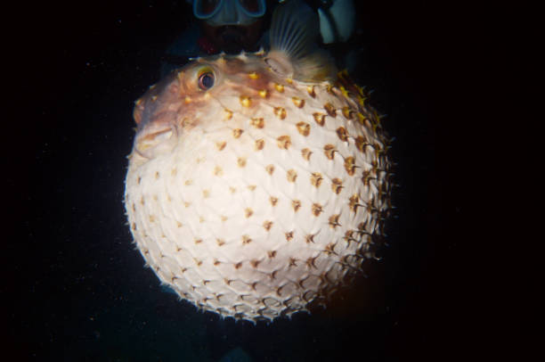 istock spotted porcupinefish (Spot-fin porcupinefish) (Diodon hystrix) (balloon fish) swollen, bloated, blown, captured in the dark while diving with flashlight (isolated), Red Sea, Egypt. 1474903819