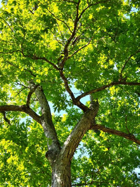 istock Bright Green Spring Leaves.  Oak tree leaves 1474903898