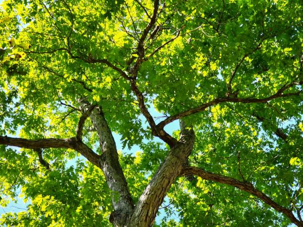istock Bright Green Spring Leaves.  Oak tree leaves 1474903907