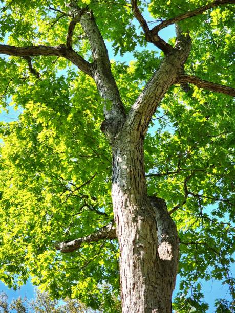istock Bright Green Spring Leaves.  Oak tree leaves 1474903911