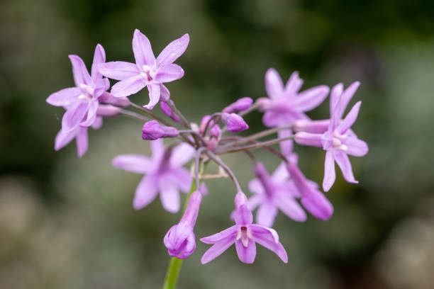 istock Society garlic (tulbaghia violacea) flowers 1474905837