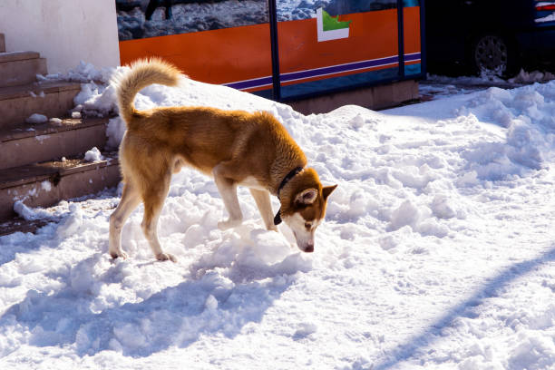 Dog looking for food on the snow covered streets stock photo