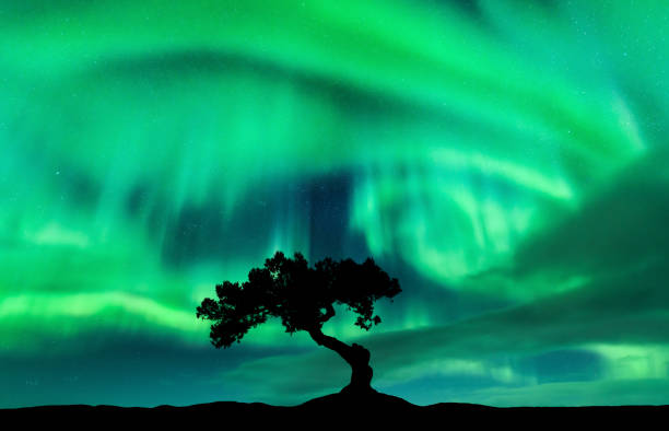 istock Northern lights over the alone tree at night. Aurora borealis 1474906067