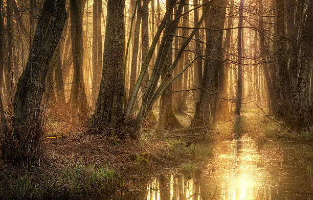 mystical forest stock photo