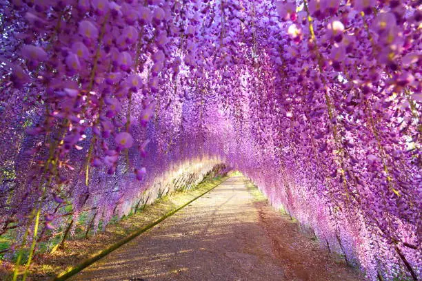 Kawachi wisteria garden in Kitakyushu city, Fukuoka prefecture, Japan