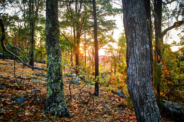 forêt en automne au coucher du soleil sur le mont escobedo zacatecas - massachusetts landscape new england spring photos et images de collection