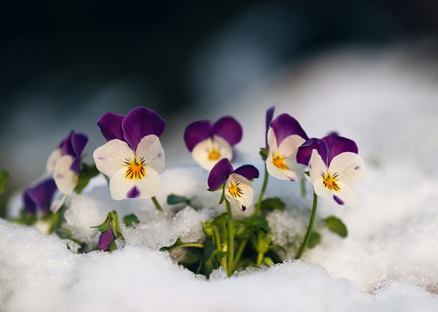 Beautiful colorful horned pansy flowers at springtime in garten with snow. (Viola cornuta)