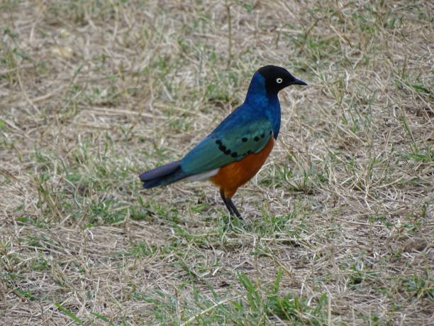 istock A superb starling in Masai Mara. 1474910219
