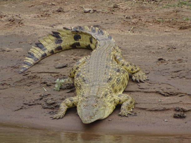 istock Crocodile in Masai Mara 1474910234