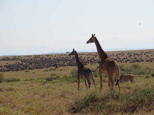 istock Giraffes and wildebeests in Masai Mara 1474910252