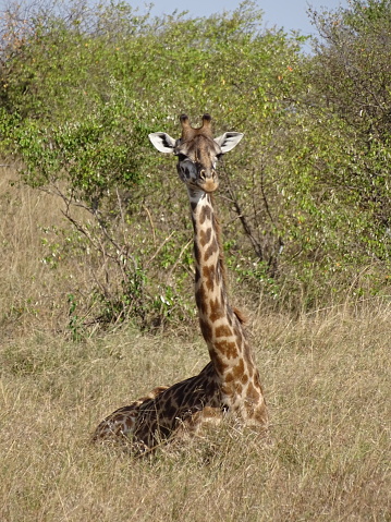 A giraffe sitting down in Masai Mara in August.