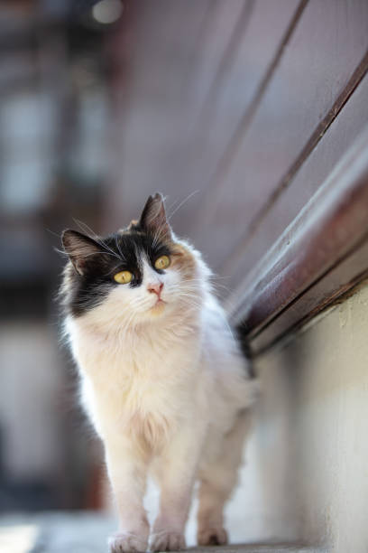 istock Multi colored stray cat is on the street. 1474910900