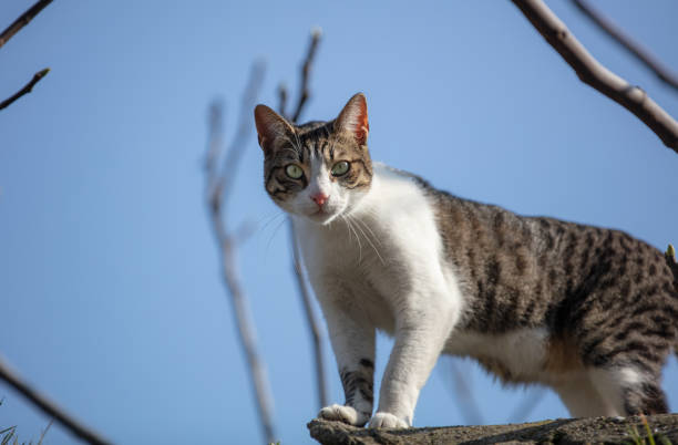 istock Multi colored stray cat is on the street. 1474911213