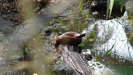A red Solomon Island Tree boa snake curled up precariously on a half submerged salt water crocodile.