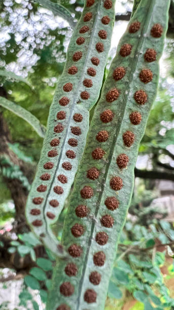 Close up of an Amazing plant Macro photography of a plant amazon forest stock pictures, royalty-free photos & images