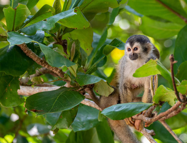 Wild Squirrel Monkey in Manuel Antonio National Park on the Pacific Coast of Costa Rica stock photo