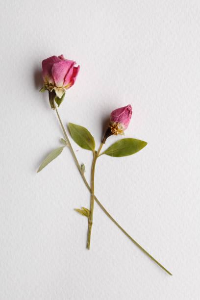 Little red roses on white paper