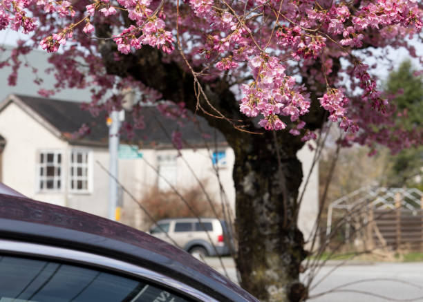 istock Early Sakura in Richmond BC, Canada 1474913313