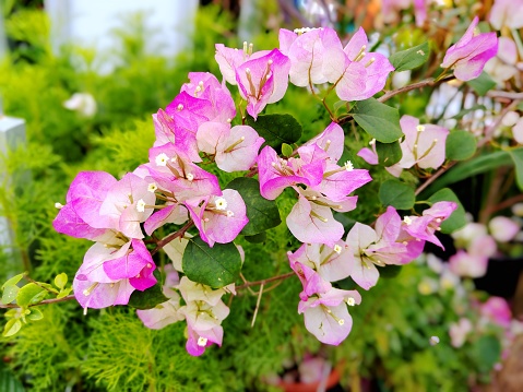 Bougainvillea buttiana